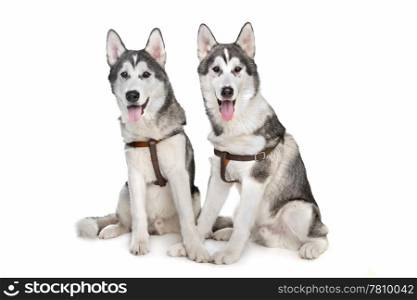 siberian husky. two siberian husky puppies in front of a white background