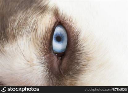 Siberian Husky with blue eye. Focus on eye.
