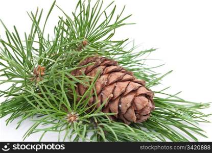 Siberian pine cone with branch
