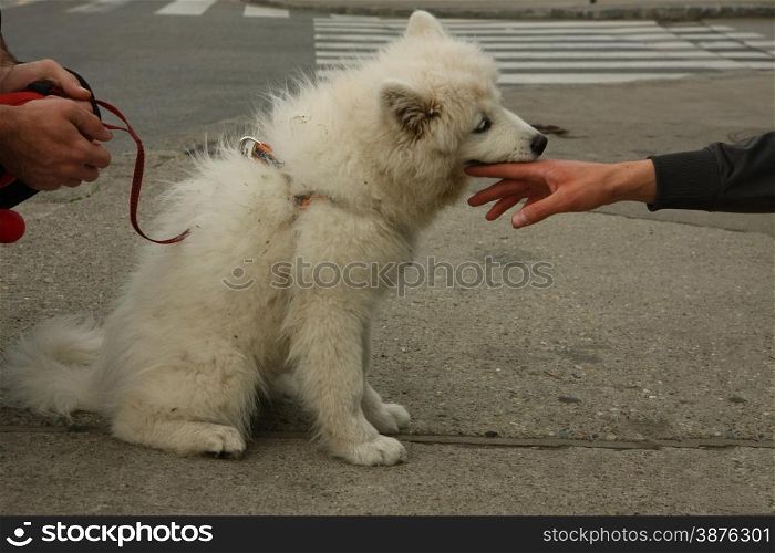 Siberian Samoyed puppy coddling