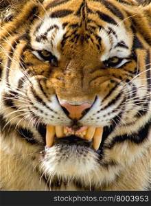 Siberian Smile, Amur Tiger