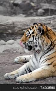 Siberian tiger . Siberian tiger lying on a ground, licking his nose, relaxing