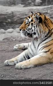 Siberian tiger. Siberian tiger lying on a ground, relaxing