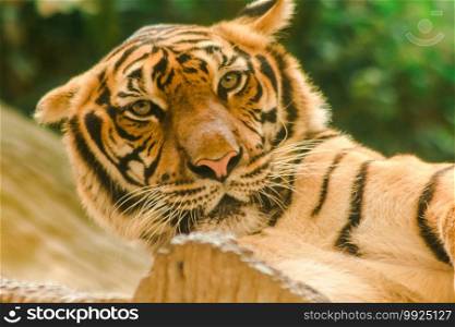 Sibirian Tiger, Amur Tiger, were gazing with awe-inspiring gaze.Sibirian Tiger, Amur Tiger, were gazing with awe-inspiring gaze. Siberian Tiger Its body is yellow or yellowish orange. With black lines transverse stripes