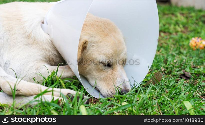 Sick dog wearing a funnel collar and lying on a grass.