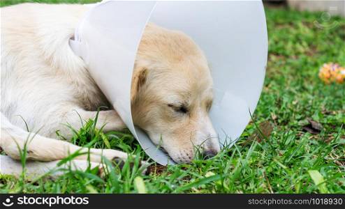 Sick dog wearing a funnel collar and lying on a grass.