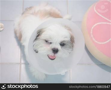 Sick dog wearing funnel collar with sad on pet bed.