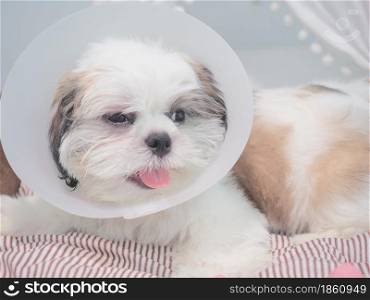 Sick dog wearing funnel collar with sad on pet bed.