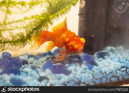 Sick goldfish with bumbs on its scale, fish bowl pet. Sick goldfish with bumbs on its scale, fish bowl