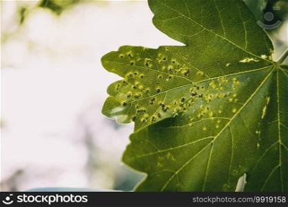 sick green leaf on a field tree