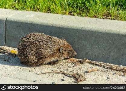 Sick hedgehog on the road at the curb, Chelm, Poland
