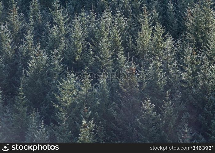 Side light on conifer trees on autumn morning making texture and background.