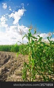 side of corn field
