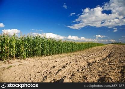 side of cornfield