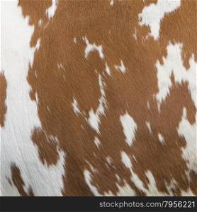 side of cow with red brown pattern on white hide