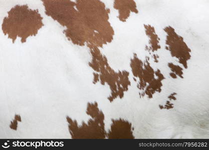 side of cow with red pattern on white hide