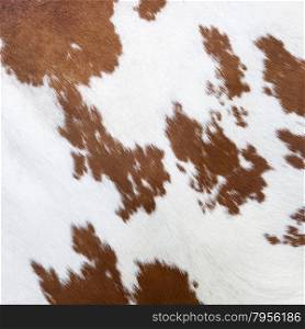 side of cow with reddish brown pattern on white hide