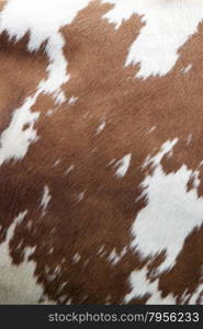 side of cow with reddish brown pattern on white hide