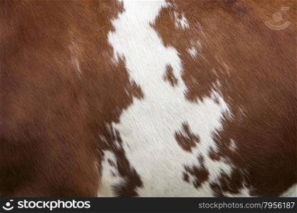 side of cow with white pattern on reddish brown hide