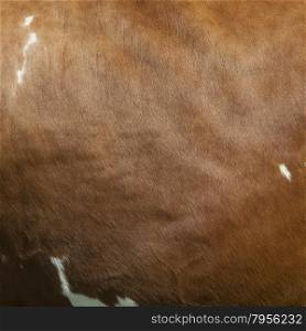 side of cow with white spots on light reddish brown hide