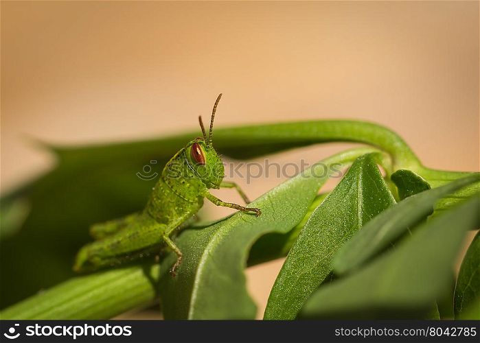 Side on macro photograph of a brightly coloured small green grasshopper with reddish brown eyes sitting on a green leaf and foliage