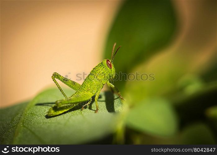 Side on macro photograph of a brightly coloured small green grasshopper with reddish brown eyes sitting on a green leaf and foliage