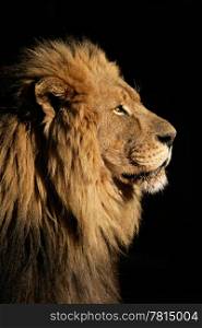 Side portrait of a big male African lion (Panthera leo), against a black background, South Africa