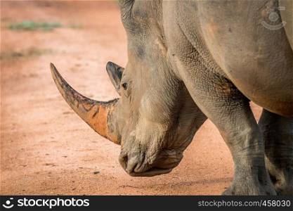 Side profile a big White rhino male, South Africa.