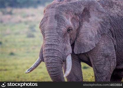 Side profile of a big Elephant bull in the Welgevonden game reserve, South Africa.