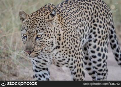 Side profile of a big male Leopard in the Kruger National Park, South Africa.