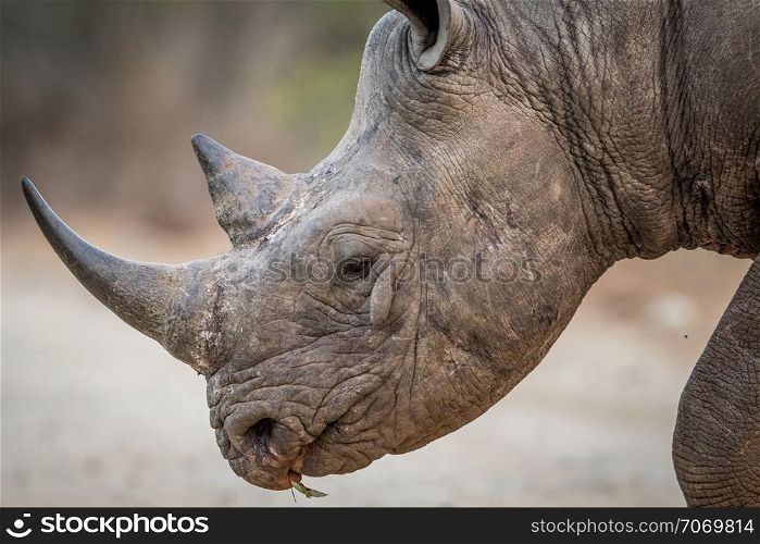 Side profile of a Black rhino