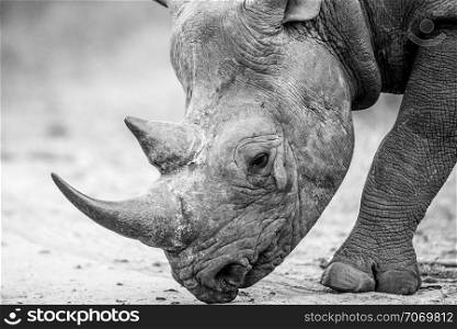 Side profile of a Black rhino in black and white