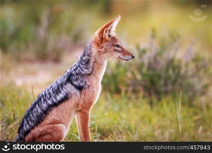 Side profile of a Blacked-backed jackal in the Kgalagadi Transfrontier Park, South Africa.