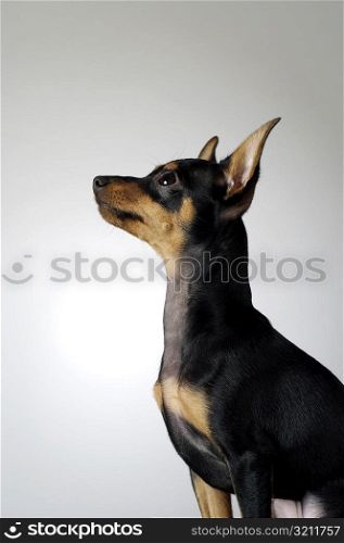 Side profile of a Chihuahua looking up