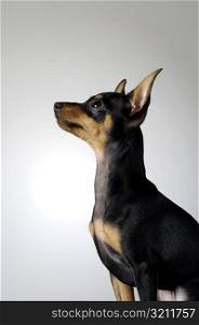 Side profile of a Chihuahua looking up