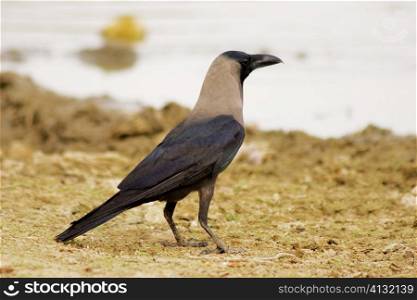 Side profile of a crow, Gadi Sagar, Jaisalmer, Rajasthan, India
