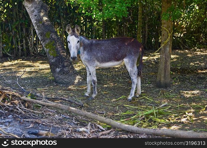Side profile of a donkey tied with a tree