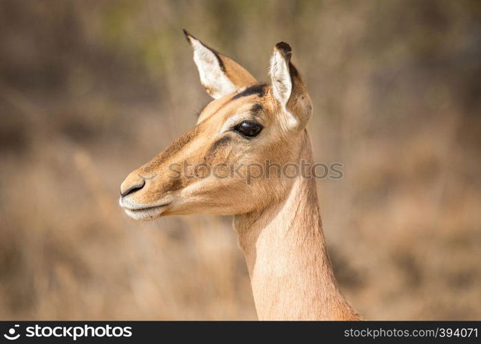 Side profile of a female Impala in the Kruger National Park, South Africa.