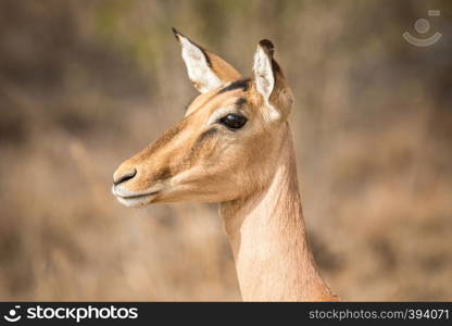 Side profile of a female Impala in the Kruger National Park, South Africa.