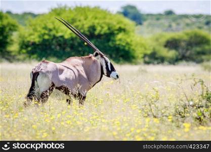 Side profile of a Gemsbok in long grass in the Central Khalahari, Botswana.