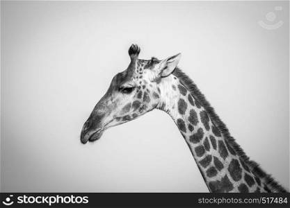Side profile of a Giraffe in black and white in the Kruger National Park, South Africa.