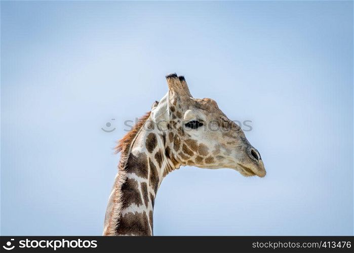 Side profile of a Giraffe in the Kalagadi Transfrontier Park, South Africa.