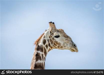 Side profile of a Giraffe in the Kalagadi Transfrontier Park, South Africa.