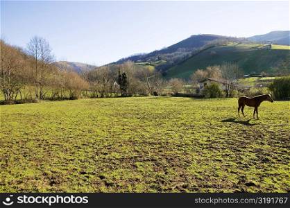 Side profile of a horse on a meadow, Spain
