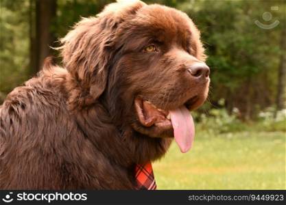 Side profile of a large brown Newfoundland dog outside in the summer.