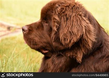 Side profile of a large brown Newfoundland dog sitting outside.