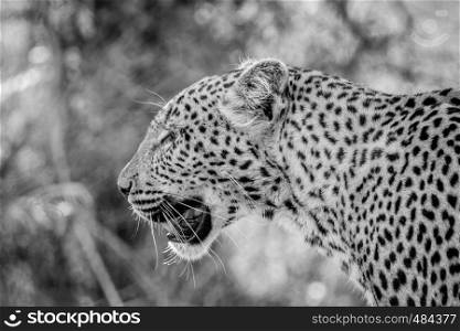 Side profile of a Leopard in black and white in the Kruger National Park, South Africa.