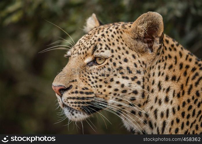 Side profile of a Leopard in the Kruger National Park, South Africa.