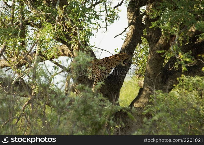 Side profile of a leopard (Panthera pardus) standing on a tree, Kruger National Park, South Africa