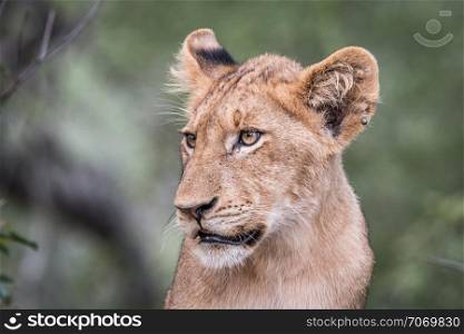 Side profile of a Lion cub
